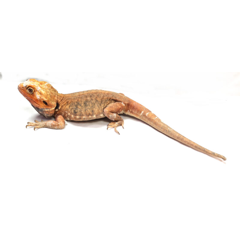 männliche Farb-Bartagame *Silkback*, eigene Nachzucht, Schlupf Juli 2022, 36 cm, 325 g, Pogona vitticeps