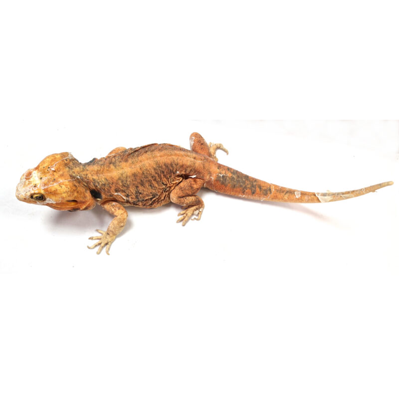 männliche Farb-Bartagame *Silkback*, eigene Nachzucht, Schlupf Juli 2022, 37 cm, 335 g, Pogona vitticeps