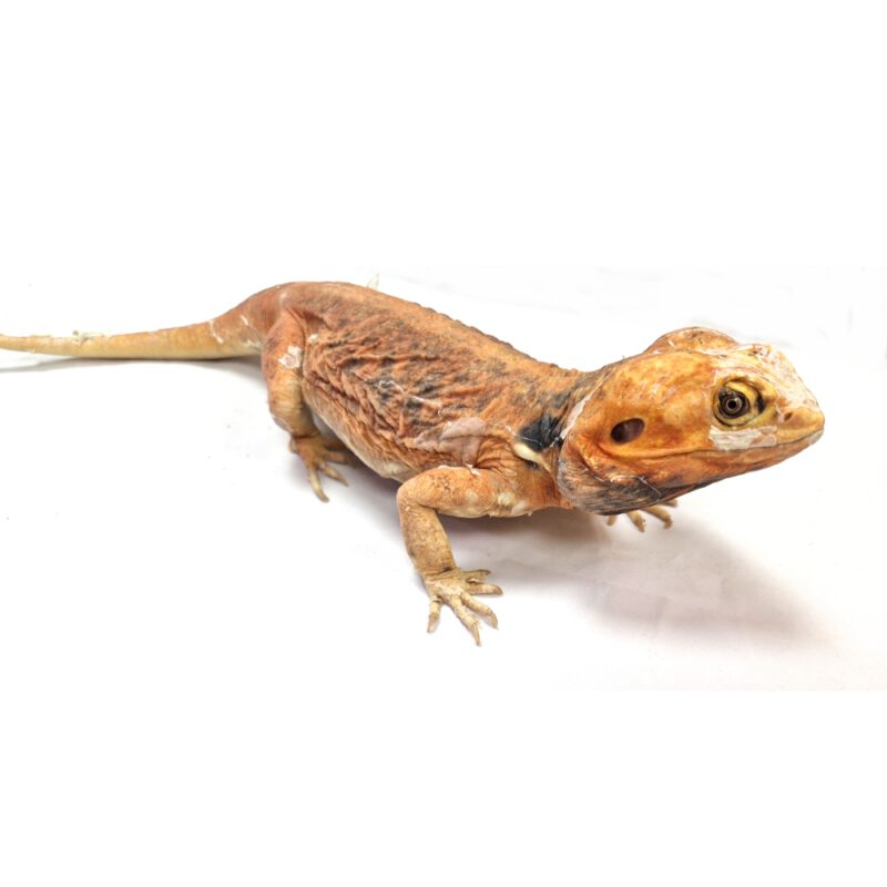 männliche Farb-Bartagame *Silkback*, eigene Nachzucht, Schlupf Juli 2022, 37 cm, 335 g, Pogona vitticeps – Bild 2