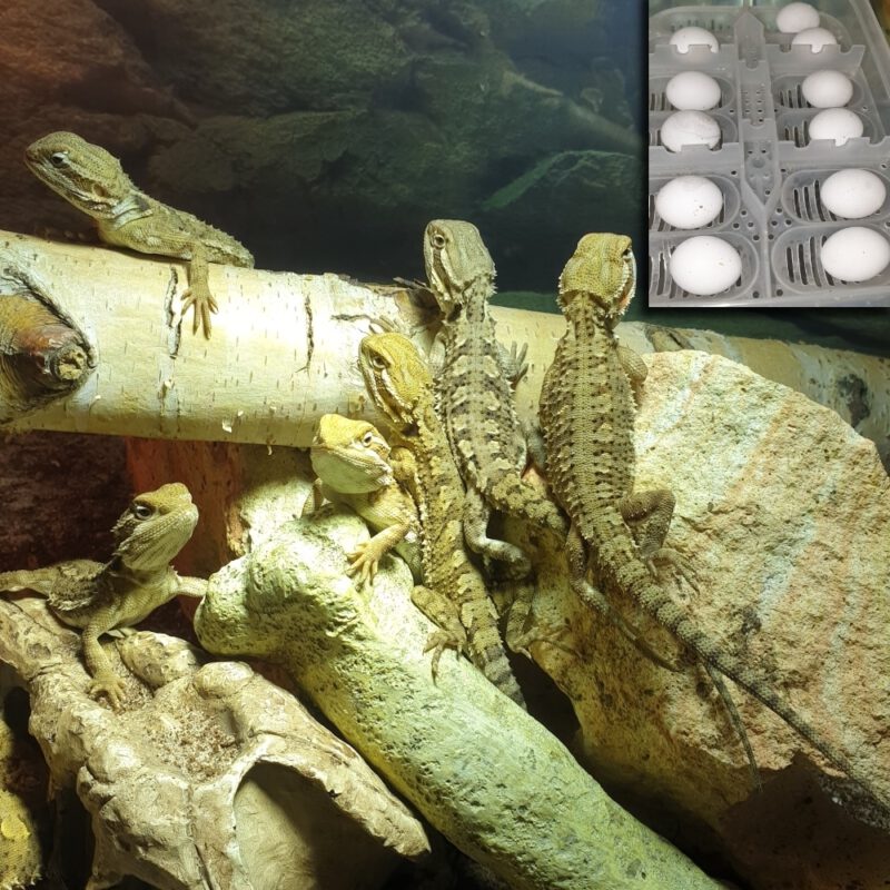 RESERVIERUNG einer weiblichen Zwergbartagame, Pogona henrylawsoni (Abgabe ab Ende Mai)