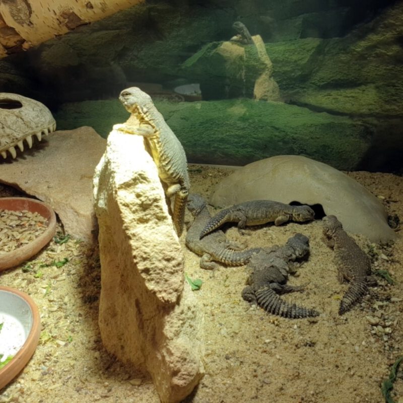 Nordafrikanische Dornschwanzagame, Schlupf September 2024, Uromastyx nigriventris – Bild 2