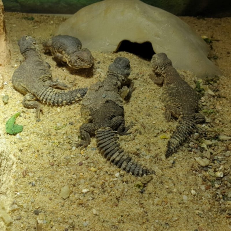 Nordafrikanische Dornschwanzagame, Schlupf September 2024, Uromastyx nigriventris