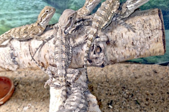 Jetzt Jungtiere unserer Zwergbartagamen reservieren