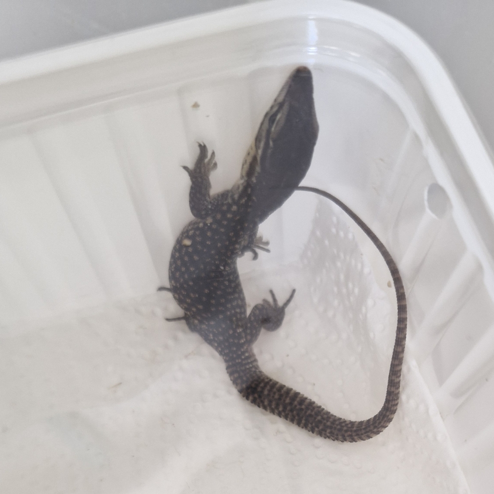 Stachelschwanzwaran, eigene Nachzucht, Schlupf am 19. August 2025, Varanus acanthurus