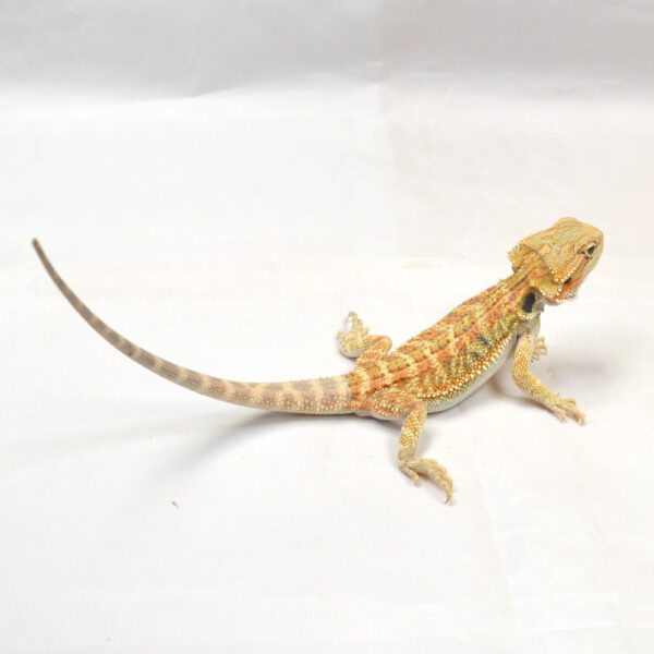 männliche Farb-Bartagame, eigene Nachzucht, Schlupf Mai 2025, 25 cm, 41 g, Pogona vitticeps