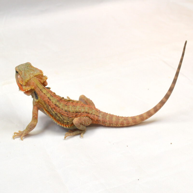 männliche Farb-Bartagame, eigene Nachzucht, Schlupf Mai 2025, 22 cm, 34 g, Pogona vitticeps – Bild 2
