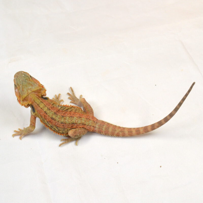 männliche Farb-Bartagame, eigene Nachzucht, Schlupf Mai 2025, 22 cm, 34 g, Pogona vitticeps – Bild 3