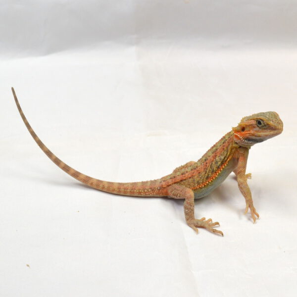 männliche Farb-Bartagame, eigene Nachzucht, Schlupf Mai 2025, 22 cm, 34 g, Pogona vitticeps