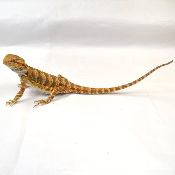 weibliche Farb-Bartagame, eigene Nachzucht, Schlupf April 2025, 30 cm, 68 g, Pogona vitticeps