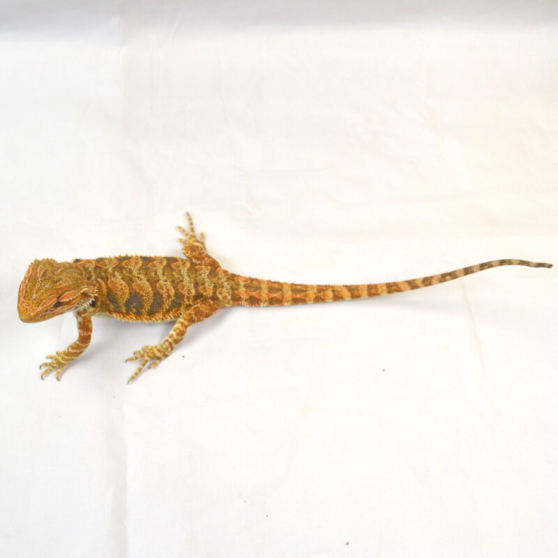 weibliche Farb-Bartagame, eigene Nachzucht, Schlupf April 2025, 30 cm, 68 g, Pogona vitticeps – Bild 2