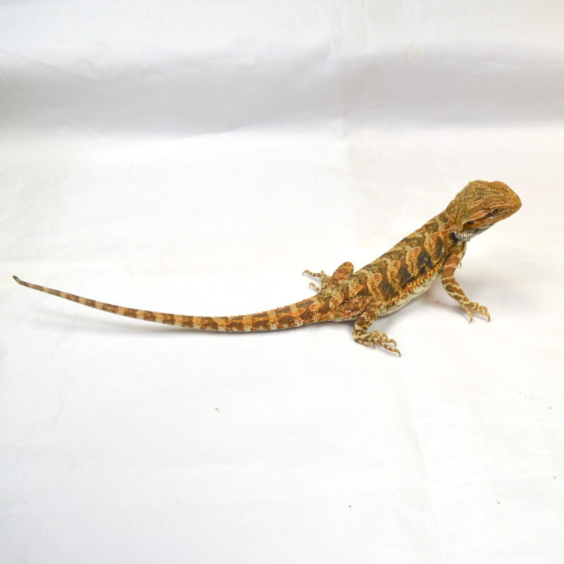weibliche Farb-Bartagame, eigene Nachzucht, Schlupf April 2025, 30 cm, 68 g, Pogona vitticeps – Bild 3