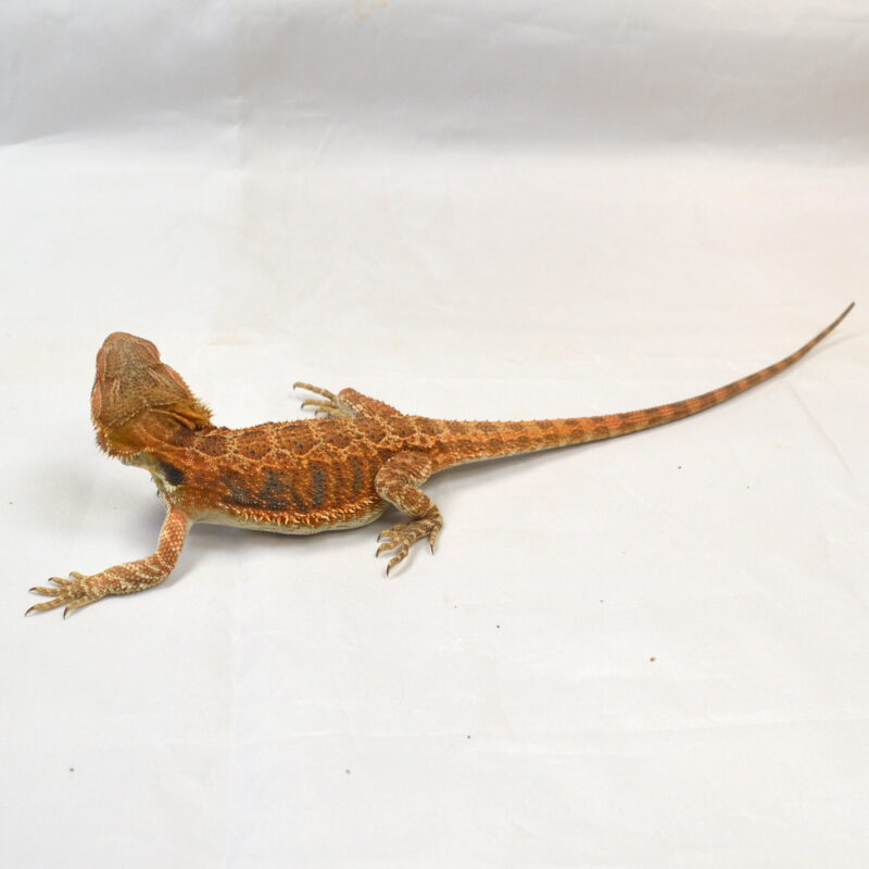 weibliche Farb-Bartagame, eigene Nachzucht, Schlupf April 2025, 30 cm, 60 g, Pogona vitticeps – Bild 3