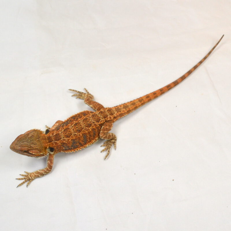weibliche Farb-Bartagame, eigene Nachzucht, Schlupf April 2025, 30 cm, 60 g, Pogona vitticeps – Bild 2