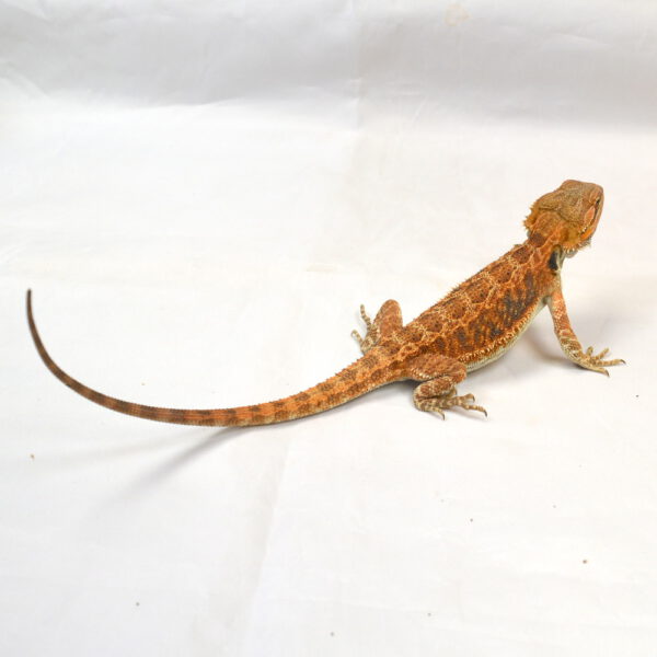 weibliche Farb-Bartagame, eigene Nachzucht, Schlupf April 2025, 30 cm, 60 g, Pogona vitticeps