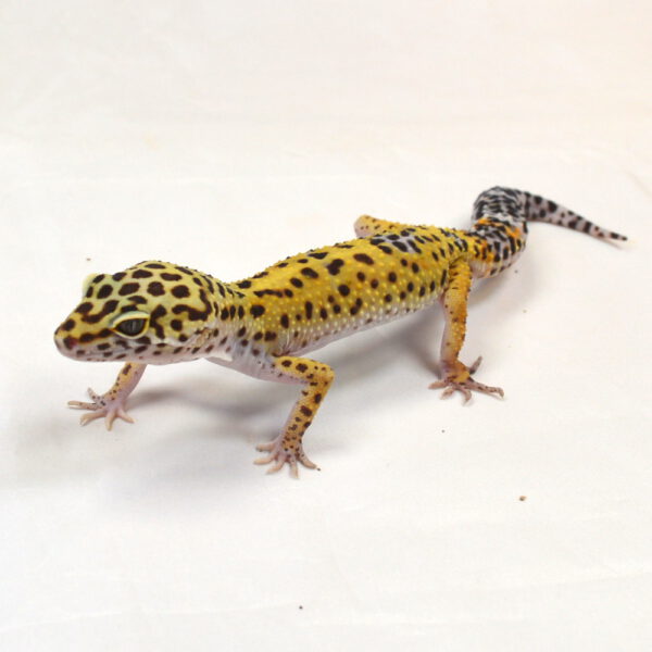 männlicher Leopardgecko, eigene Nachzucht, Schlupf August 2024, 30 g, 18 cm, Eublepharis macularius