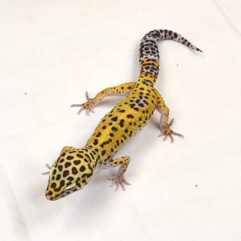 männlicher Leopardgecko, eigene Nachzucht, Schlupf August 2024, 30 g, 18 cm, Eublepharis macularius – Bild 3