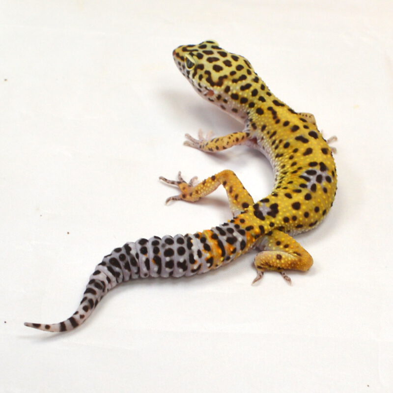 männlicher Leopardgecko, eigene Nachzucht, Schlupf August 2024, 30 g, 18 cm, Eublepharis macularius – Bild 2