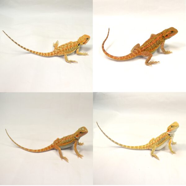 weibliche Farb-Bartagame, eigene Nachzucht, Schlupf Anfang Juni 2025, Pogona vitticeps
