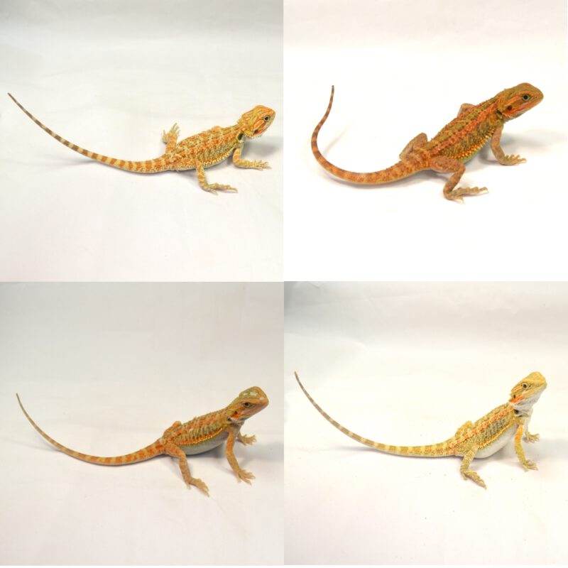 RESERVIERUNG einer männlichen Farb-Bartagame, Pogona vitticeps (Abgabe ab Mitte Oktober)