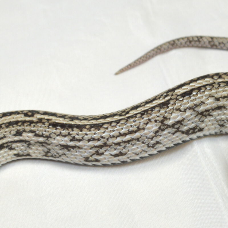 weibliche Kornnatter, Anery Tessera, Schlupf Juli 2024, 150 g, 80 cm, Pantherophis guttatus – Bild 2