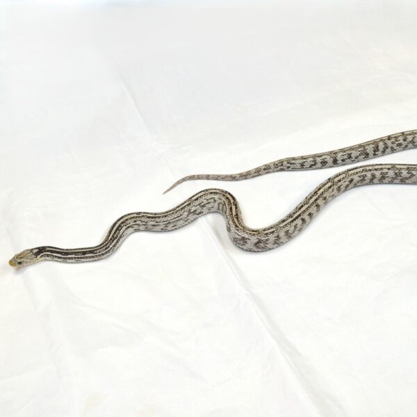weibliche Kornnatter, Anery Tessera, Schlupf Juli 2024, 150 g, 80 cm, Pantherophis guttatus