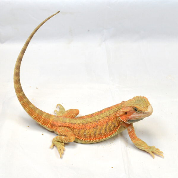 männliche Farb-Bartagame, eigene Nachzucht, Schlupf Mai 2025, 123 g, 34 cm, Pogona vitticeps