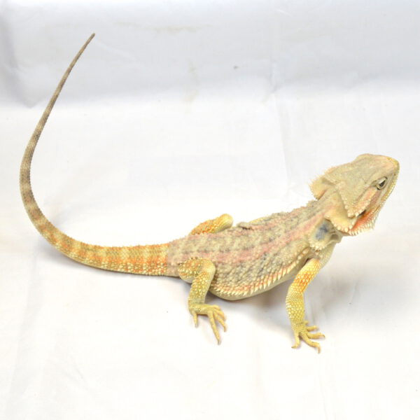 männliche Farb-Bartagame, eigene Nachzucht, Schlupf Mai 2025, 120 g, 37 cm, Pogona vitticeps