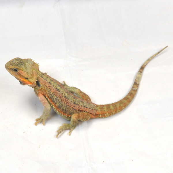 männliche Farb-Bartagame, eigene Nachzucht, Schlupf Mai 2025, 109 g, 33 cm, Pogona vitticeps