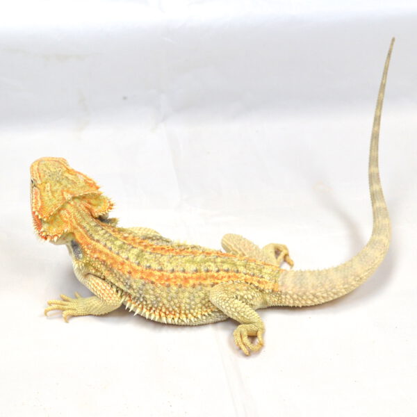 weibliche Farb-Bartagame, eigene Nachzucht, Schlupf April 2025, 153 g, 39 g, Pogona vitticeps