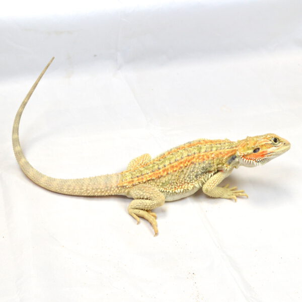 weibliche Farb-Bartagame, eigene Nachzucht, Schlupf April 2025, 153 g, 39 g, Pogona vitticeps
