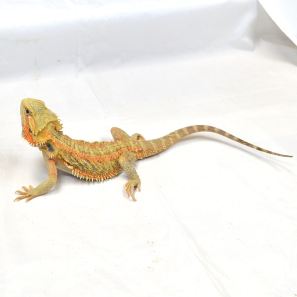 weibliche Farb-Bartagame, eigene Nachzucht, Schlupf April 2025, 134 g, 34 g, Pogona vitticeps