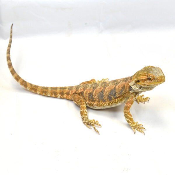 weibliche Farb-Bartagame, eigene Nachzucht, Schlupf April 2025, 147 g, 37 g, Pogona vitticeps