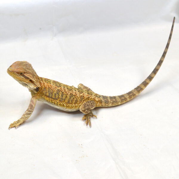weibliche Farb-Bartagame, eigene Nachzucht, Schlupf April 2025, 115 g, 35 g, Pogona vitticeps