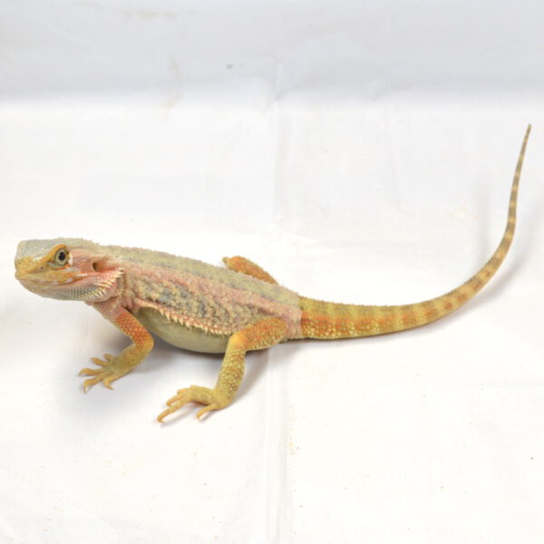 weibliche Farb-Bartagame, eigene Nachzucht, Schlupf April 2025, 124 g, 32 g, Pogona vitticeps