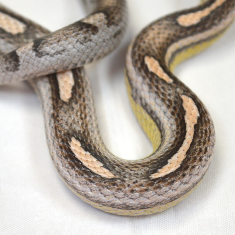 weibliche Kornnatter, Anery Motley, Schlupf Juli 2024, 98 g, 80 cm, Pantherophis guttatus – Bild 2
