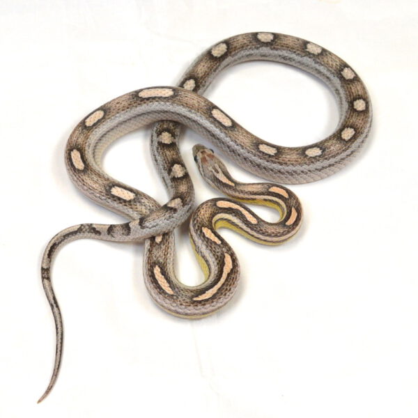 weibliche Kornnatter, Anery Motley, Schlupf Juli 2024, 98 g, 80 cm, Pantherophis guttatus