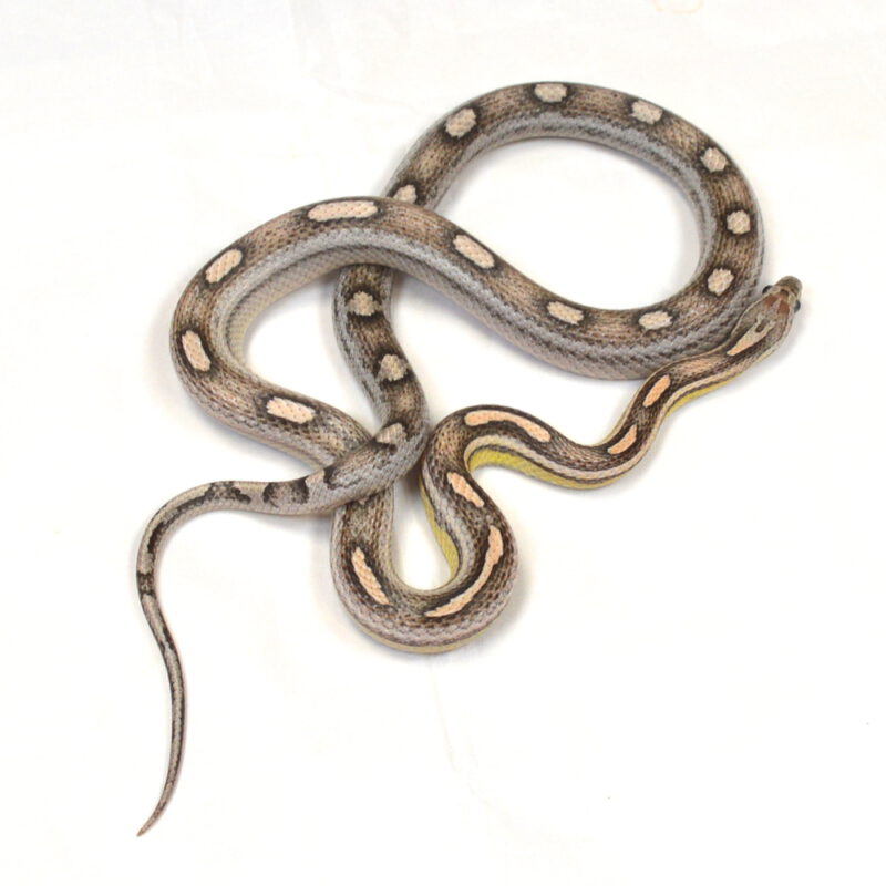 weibliche Kornnatter, Anery Motley, Schlupf Juli 2024, 98 g, 80 cm, Pantherophis guttatus – Bild 3