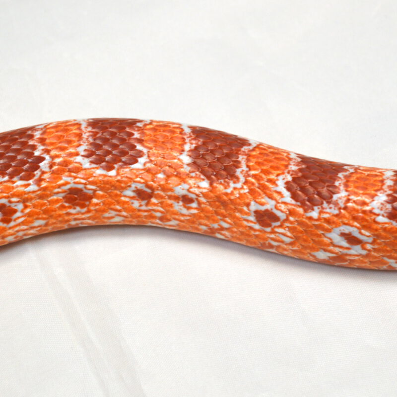 weibliche Kornnatter, Fluorescent Red, Schlupf August 2023, 250 g, 100 cm, Pantherophis guttatus – Bild 2