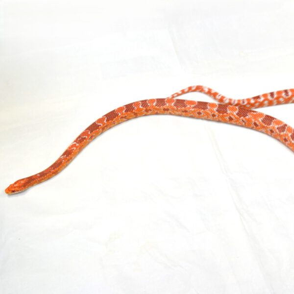 weibliche Kornnatter, Fluorescent Red, Schlupf August 2023, 250 g, 100 cm, Pantherophis guttatus