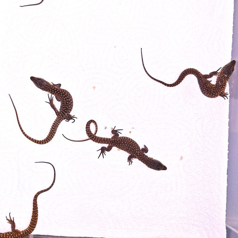RESERVIERUNG Stachelschwanzwaran, eigene Nachzucht, Schlupf am 19. August 2025, Varanus acanthurus (Abgabe ab Mitte Oktober)