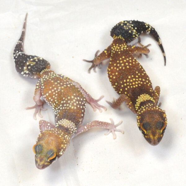 weiblicher Australischer Dickschwanzgecko, eigene Nachzucht, Schlupf Mai bis Juli 2025, Underwoodisaurus milii