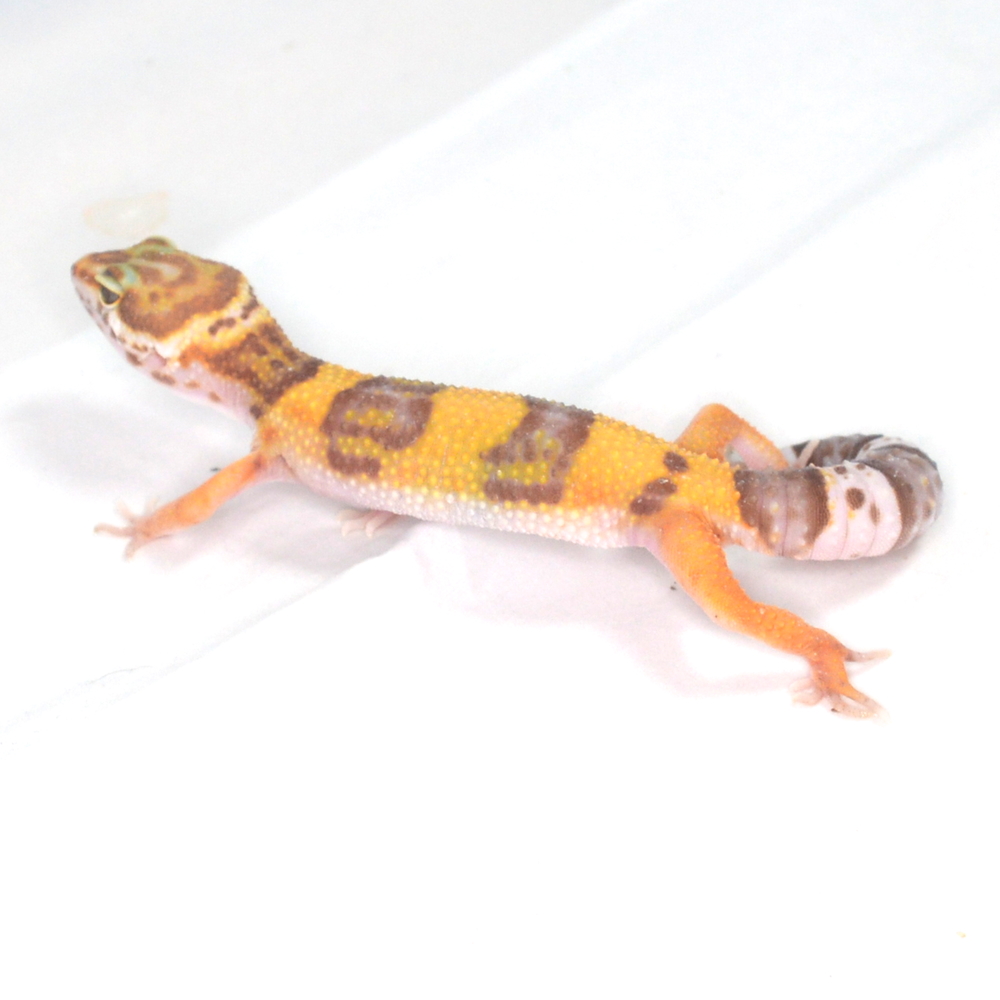 weiblicher Leopardgecko, eigene Nachzucht, Schlupf August 2025, 17 g, 15 cm, Eublepharis macularius – Bild 2
