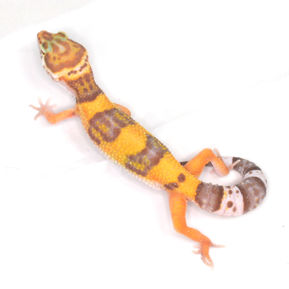weiblicher Leopardgecko, eigene Nachzucht, Schlupf August 2025, 17 g, 15 cm, Eublepharis macularius