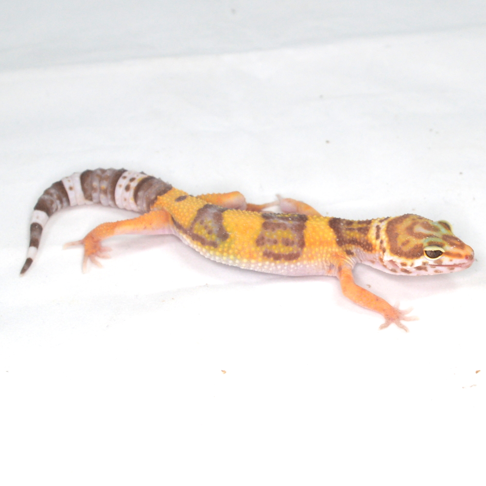 weiblicher Leopardgecko, eigene Nachzucht, Schlupf August 2025, 17 g, 15 cm, Eublepharis macularius – Bild 3