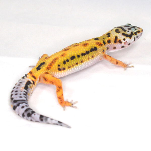 weiblicher Leopardgecko, eigene Nachzucht, Schlupf August 2025, 17 g, 16 cm, Eublepharis macularius