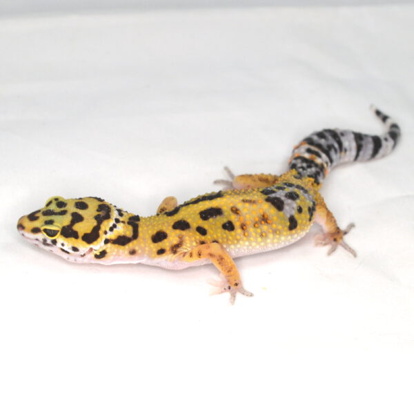 weiblicher Leopardgecko, eigene Nachzucht, Schlupf Juli 2025, 21 g, 17 cm, Eublepharis macularius