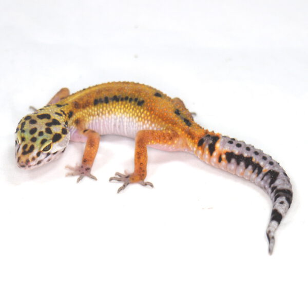 weiblicher Leopardgecko, eigene Nachzucht, Schlupf Juli 2025, 20 g, 18 cm, Eublepharis macularius