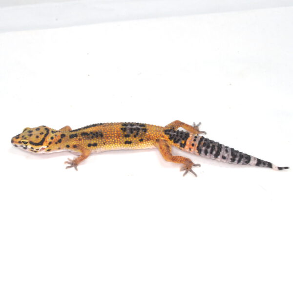 weiblicher Leopardgecko, eigene Nachzucht, Schlupf Juli 2025, 22 g, 15 cm, Eublepharis macularius