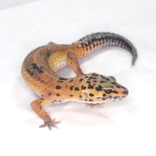 weiblicher Leopardgecko, eigene Nachzucht, Schlupf Juli 2025, 27 g, 18 cm, Eublepharis macularius