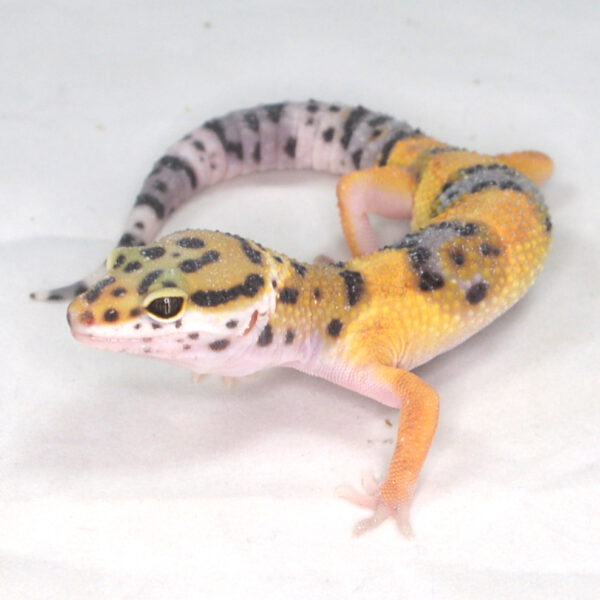 weiblicher Leopardgecko, eigene Nachzucht, Schlupf August 2025, 17 g, 16 cm, Eublepharis macularius